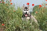 SIBERIAN HUSKY 138